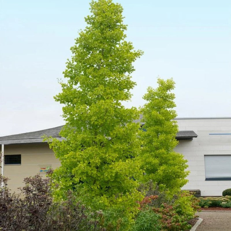 GINKGO GOLDSPIRE