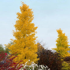 GINKGO GOLDSPIRE