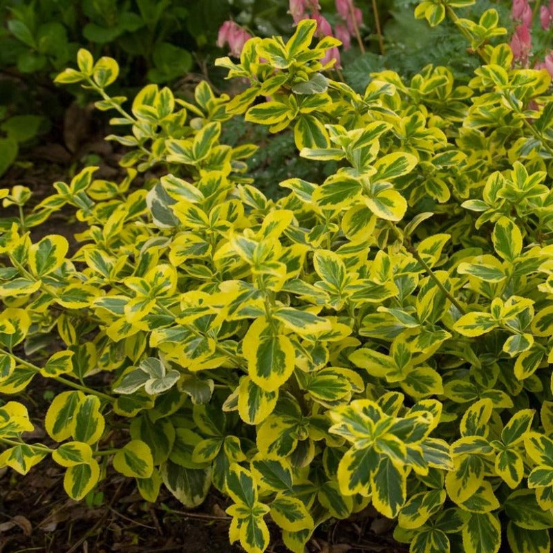 EUONYMUS GOLD SPLASH