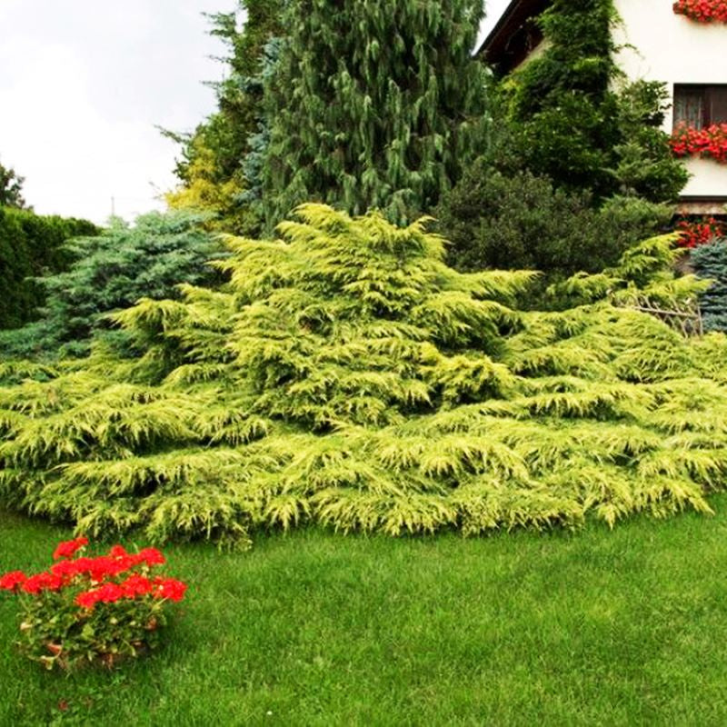 JUNIPER GOLD STAR
