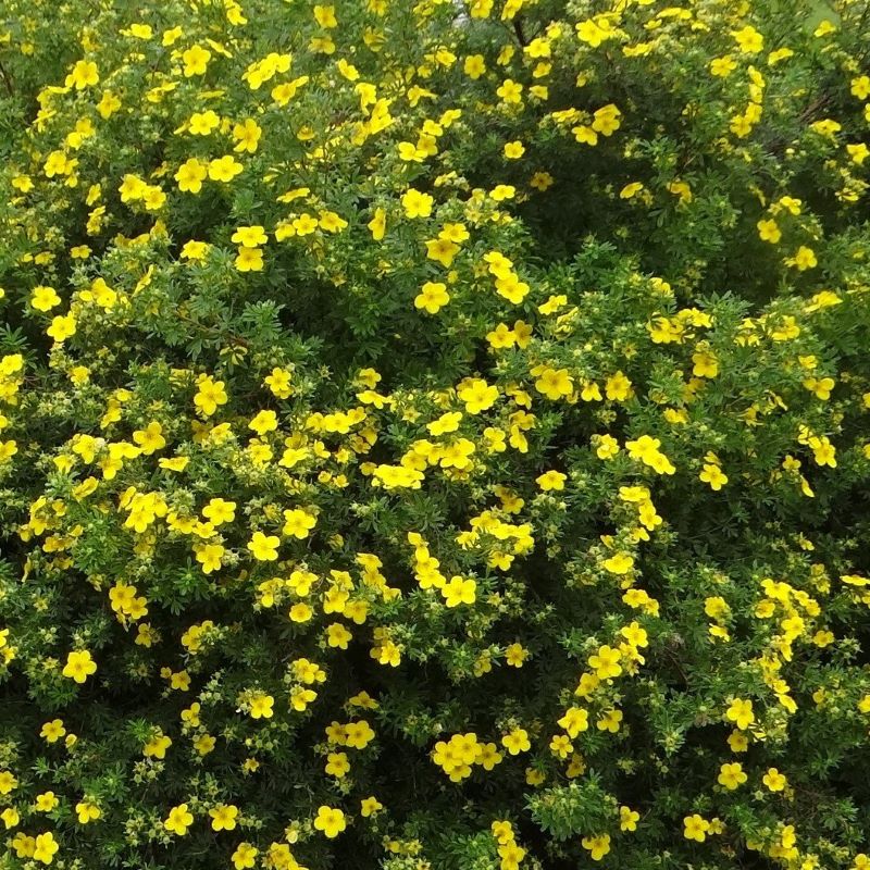 POTENTILLA GOLDSTAR