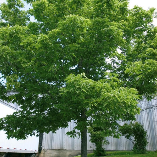 Hackberry Top View View All Trees – Knippel Garden Centre