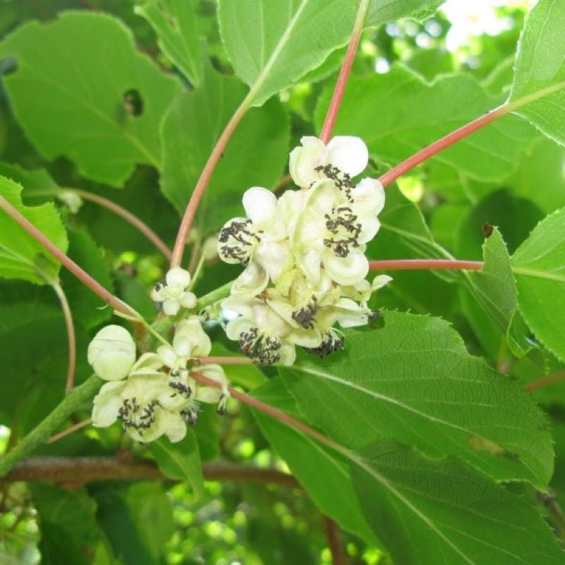 Issai Kiwi Plant