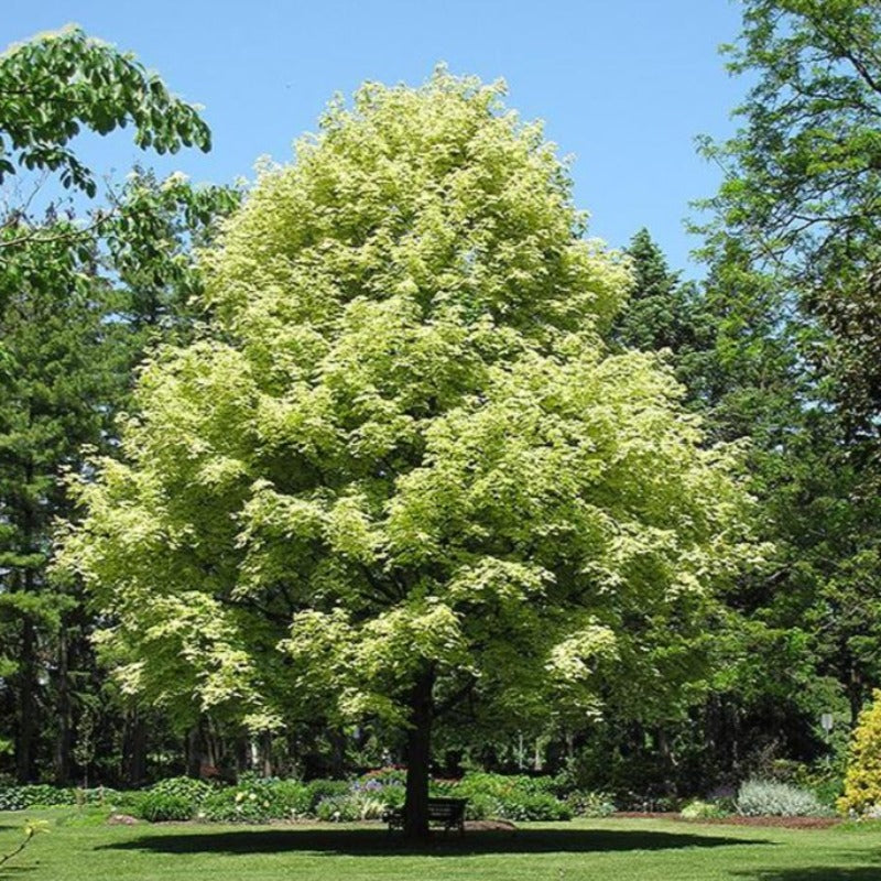 MAPLE HARLEQUIN