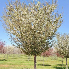 CRABAPPLE HARVEST GOLD