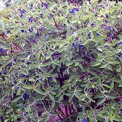 HASKAP BERRY BLUE