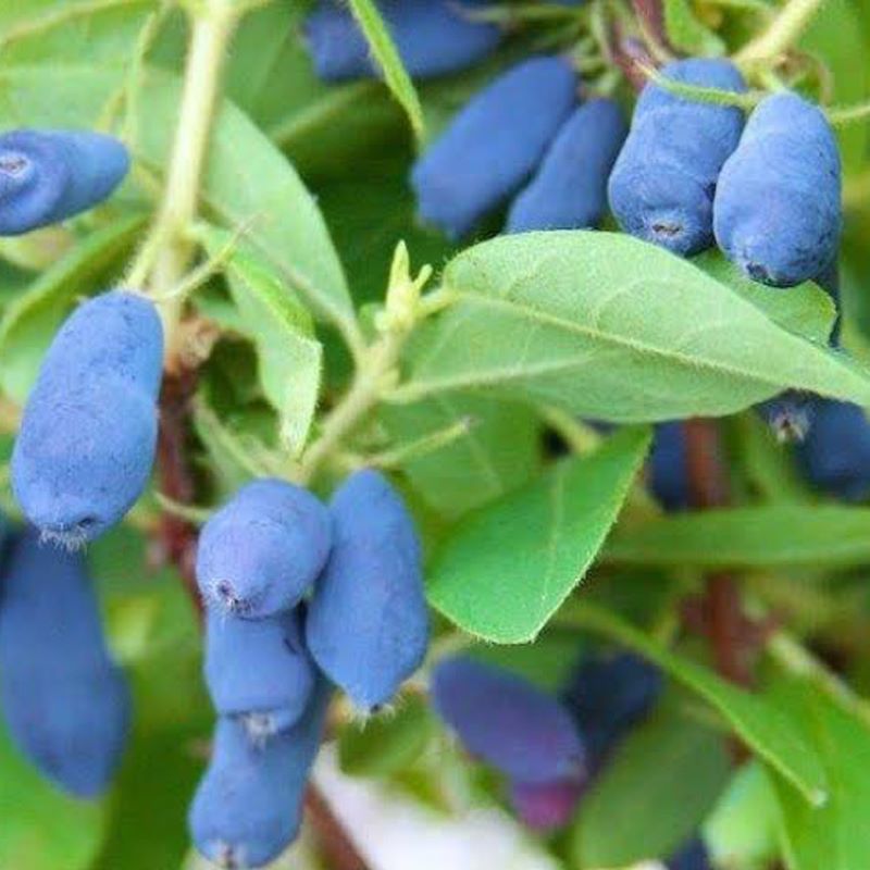 HASKAP BERRY BLUE&TUNDRA