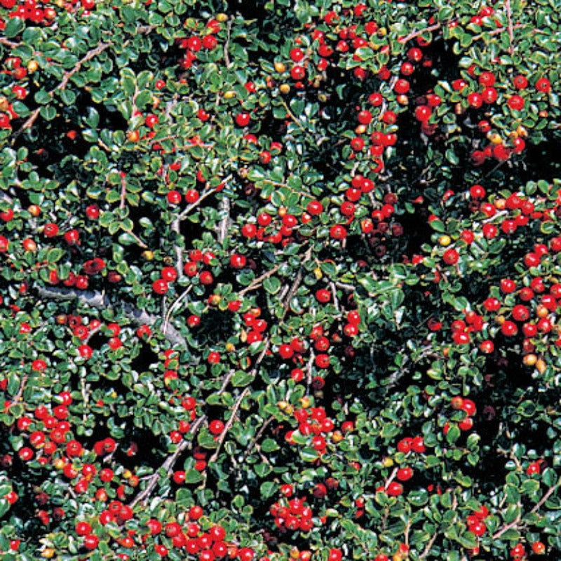 COTONEASTER HESSEI