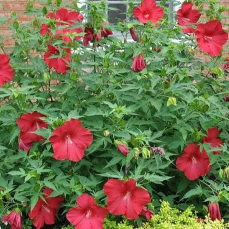 HIBISCUS CHERRY BRANDY