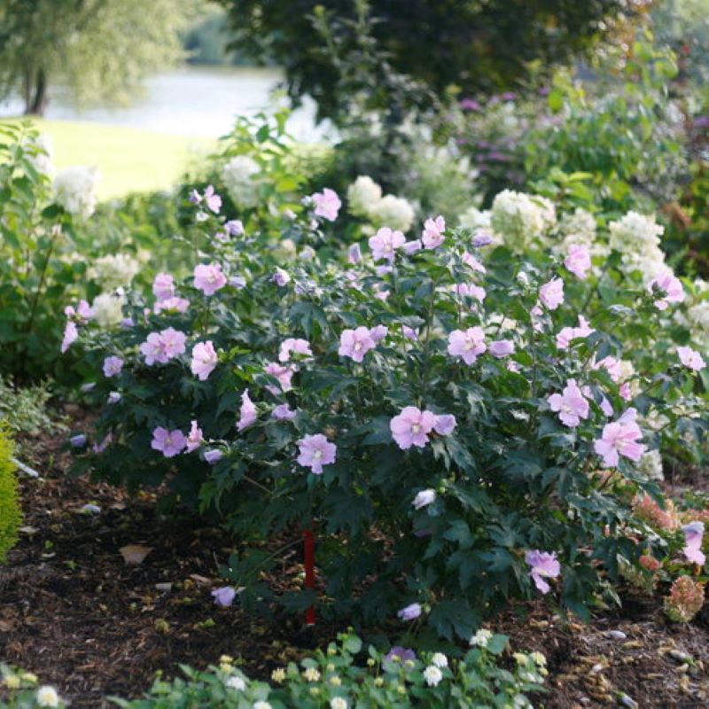ROSE OF SHARON POLLYPETITE