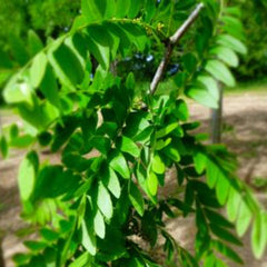 HONEY LOCUST SKYLINE