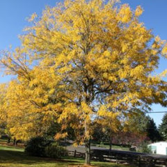 HONEY LOCUST SKYLINE