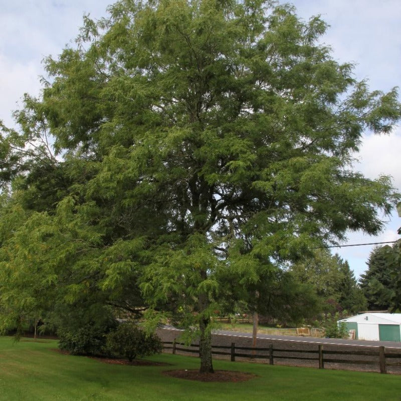 HONEY LOCUST SKYLINE