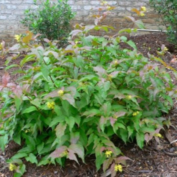 HONEYSUCKLE BUSH