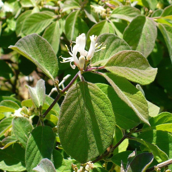 HONEYSUCKLE CLAVEY'S DWARF