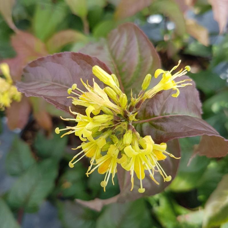 HONEYSUCKLE KODIAC BLACK
