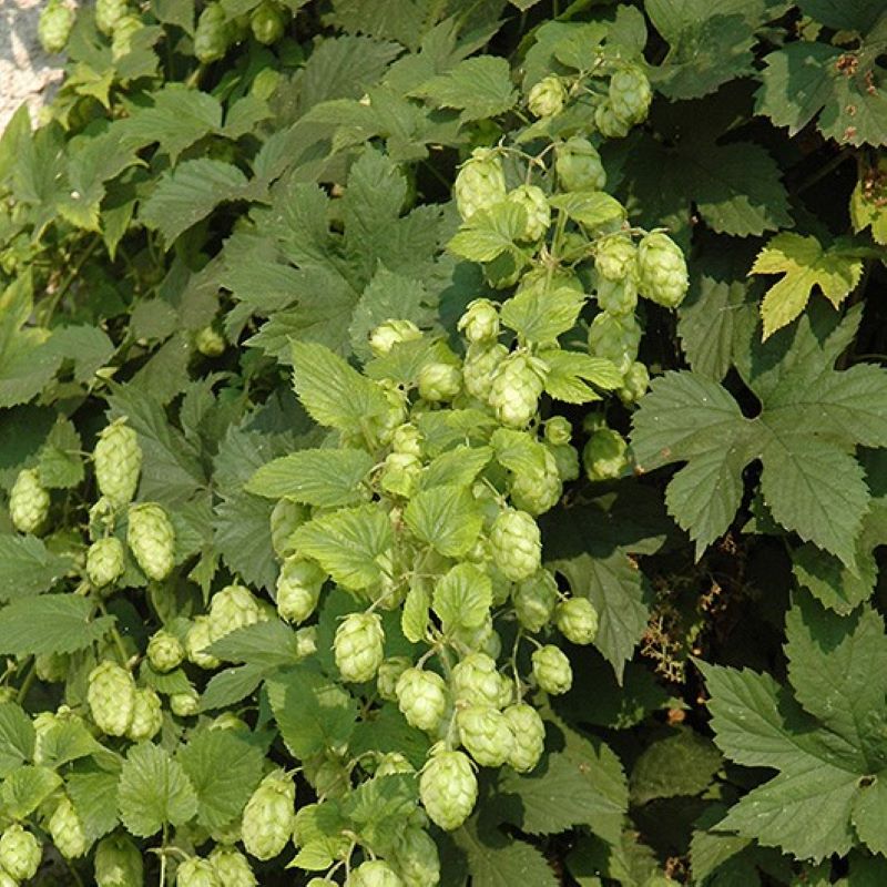 HUMULUS NUGGET – Knippel Garden Centre