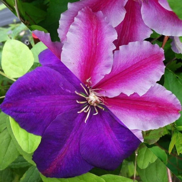 CLEMATIS DR.RUPPEL & PERRINS PRIDE