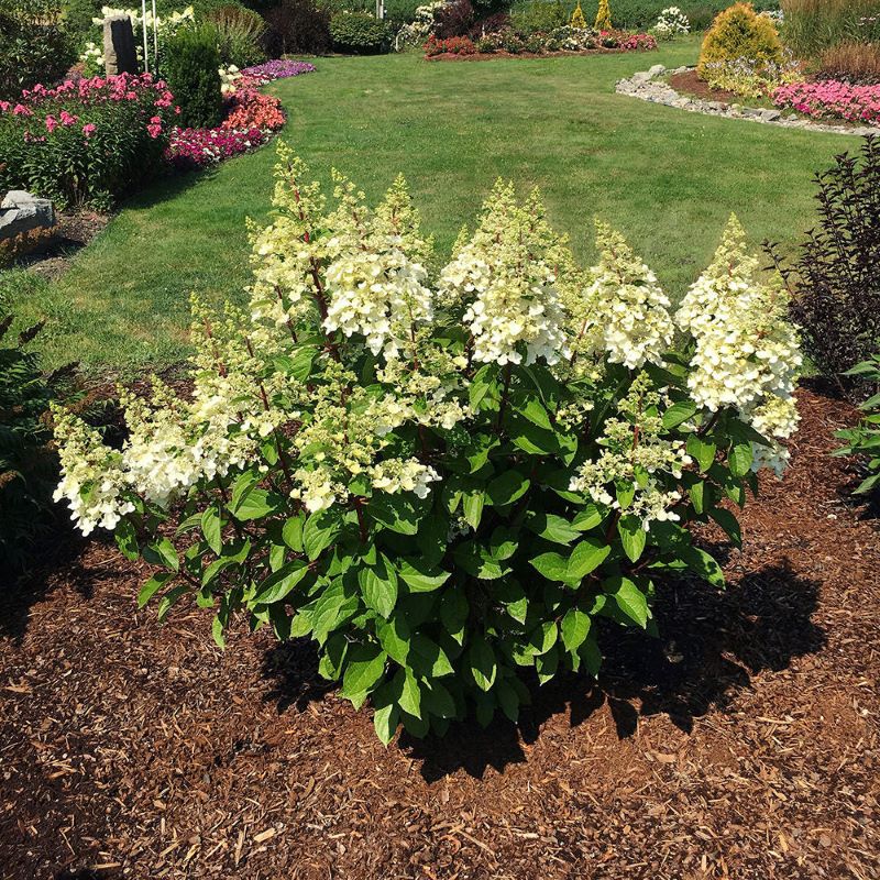 HYDRANGEA LAVALAMP CANDELABRA