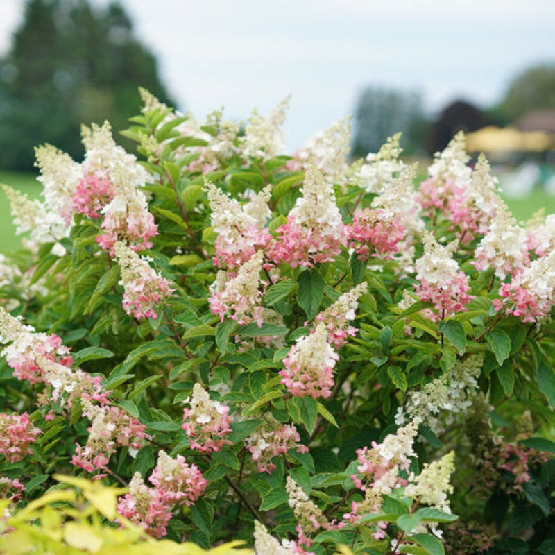 HYDRANGEA PINKY WINKY