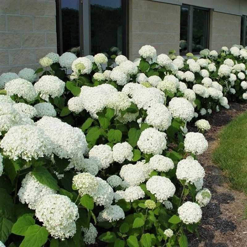 HYDRANGEA ANNABELLE