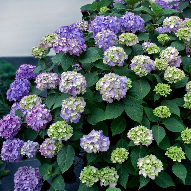 HYDRANGEA BLOOMSTRUCK