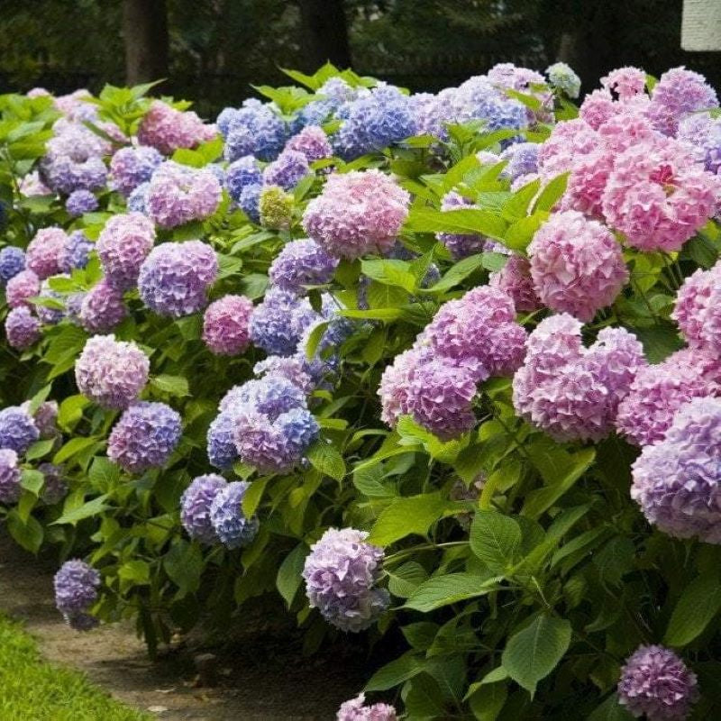 HYDRANGEA ENDLESS SUMMER