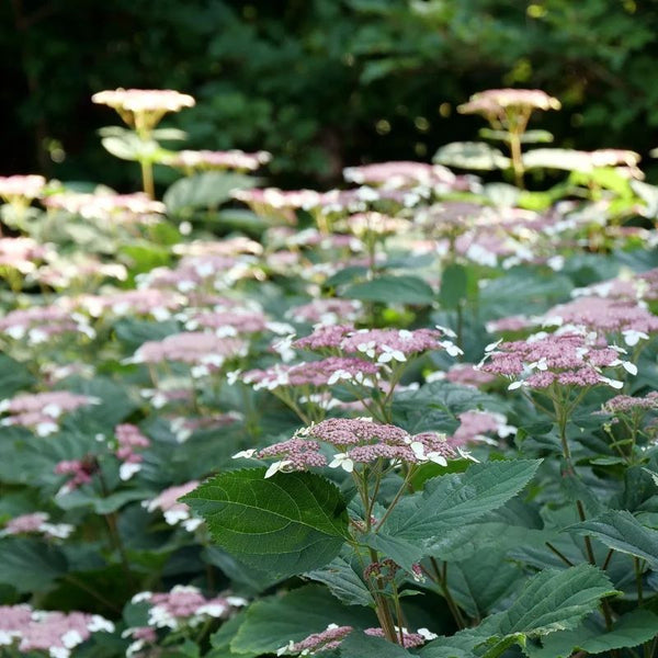 HYDRANGEA INVINCIBELLE LACE