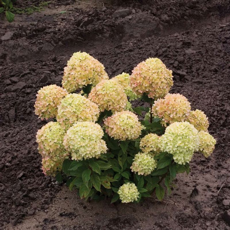 HYDRANGEA LITTLE LIME