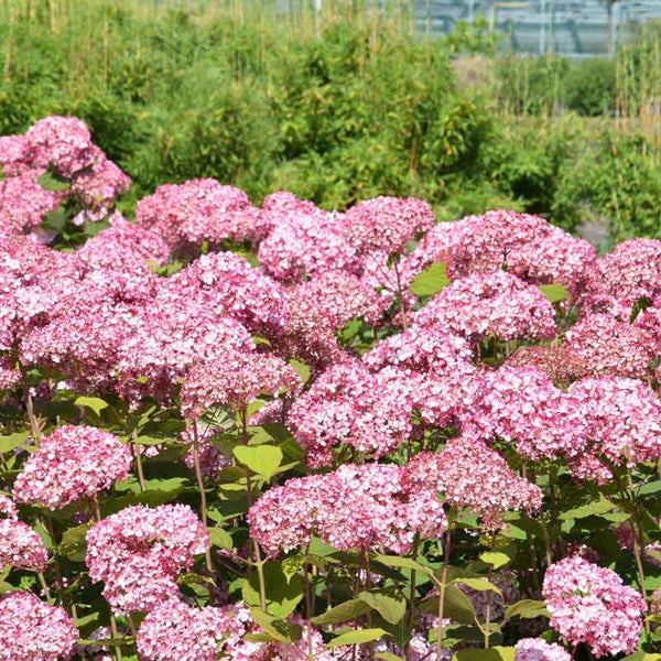 HYDRANGEA PINKERELLA