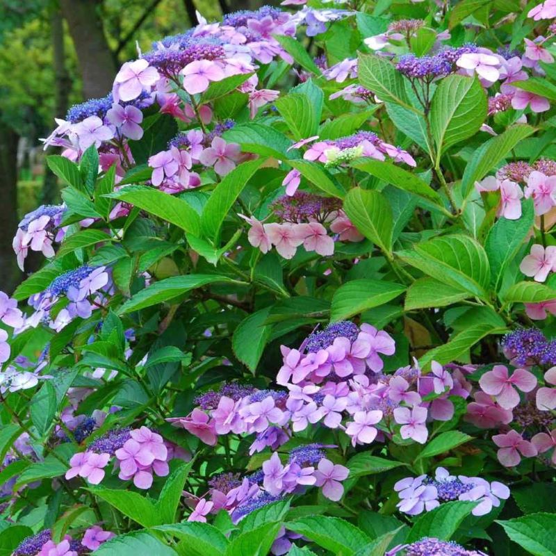 HYDRANGEA TWIST&SHOUT