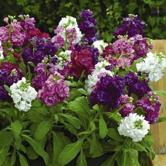 Night-Scented Stock - Mixed
