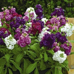 Night-Scented Stock - Mixed