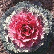 Cabbage Decorative - Red