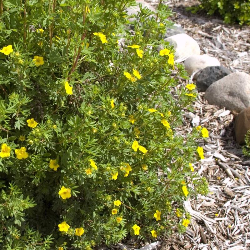 POTENTILLA JACKMAN
