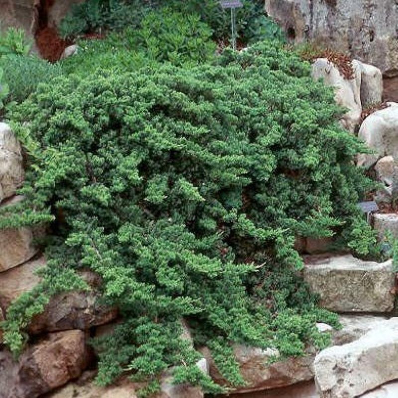 JUNIPER JAPANESE GARDEN