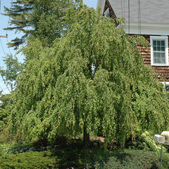 KATSURA WEEPING