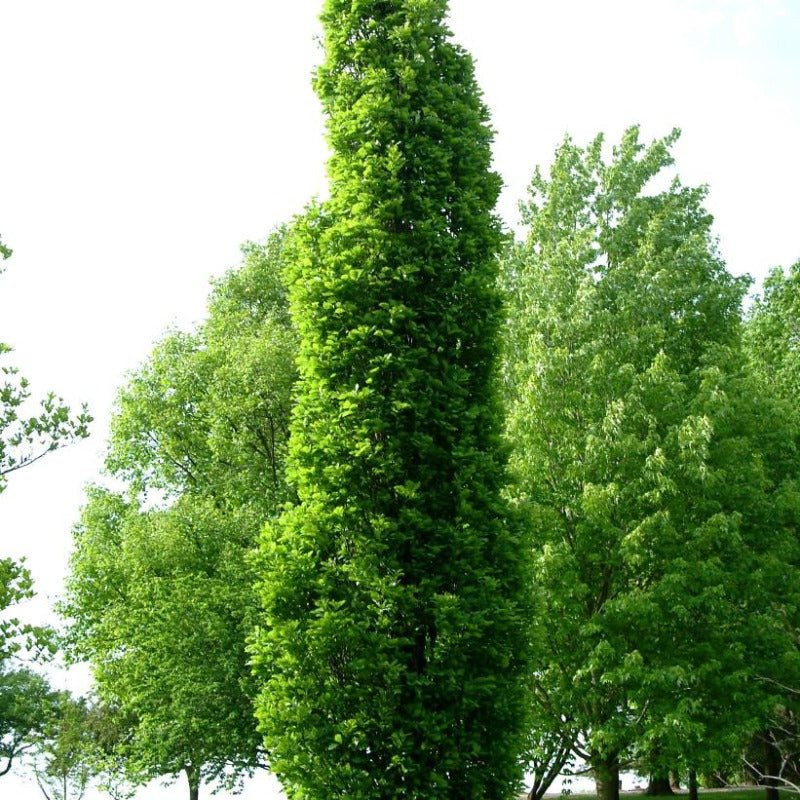 OAK KINDRED SPIRIT