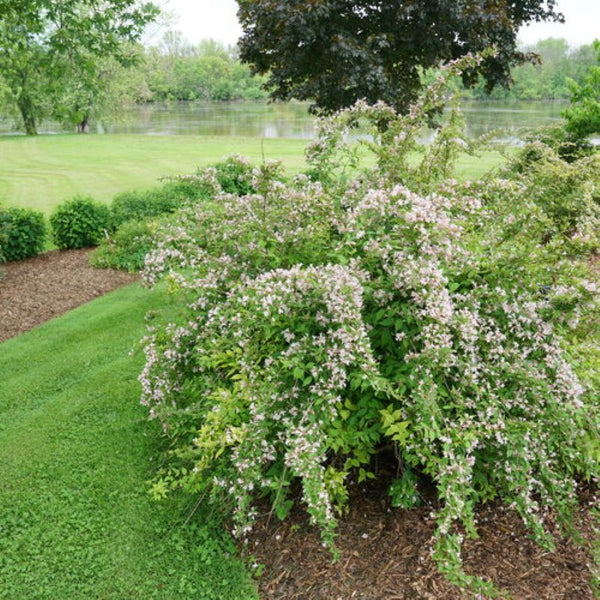 BEAUTY BUSH JOLENE JOLENE