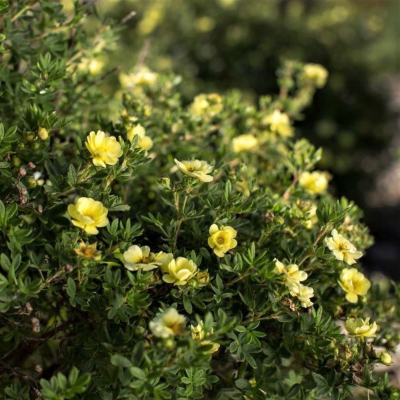 POTENTILLA LEMON MERINGUE