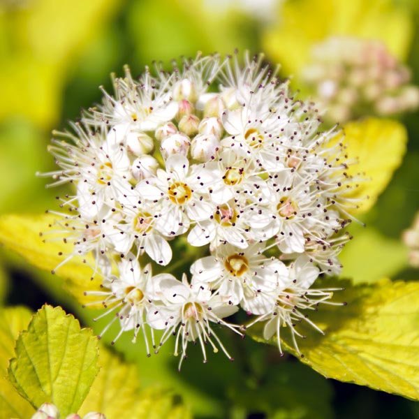 NINEBARK LEMON CANDY