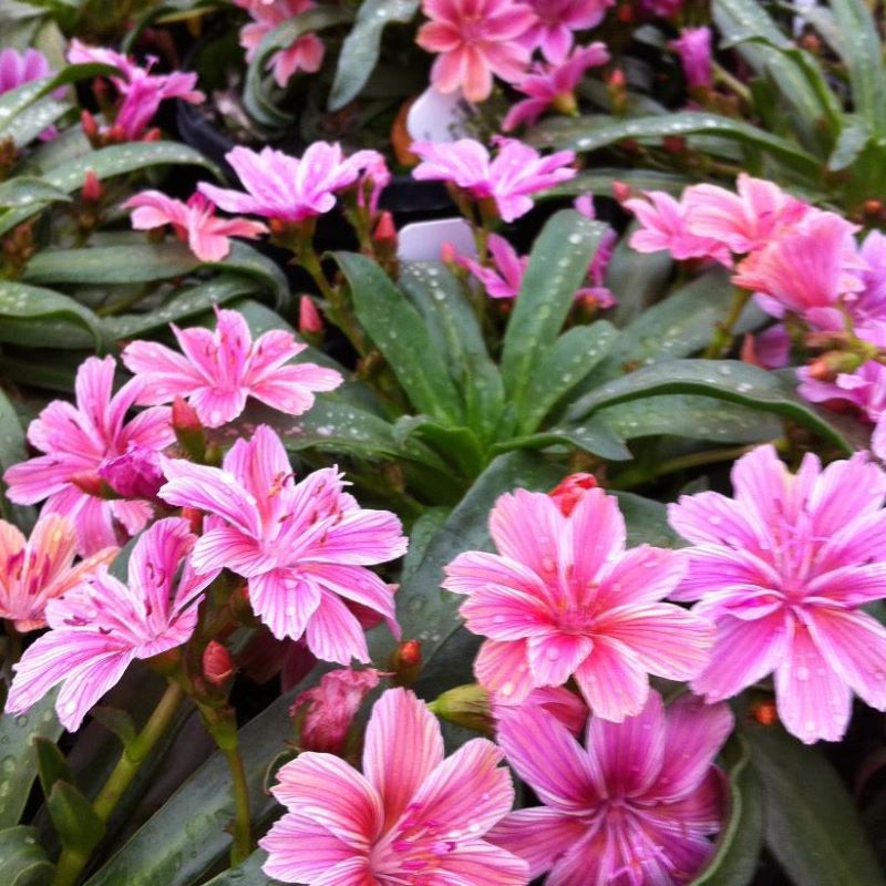 LEWISIA LITTLE PLUM