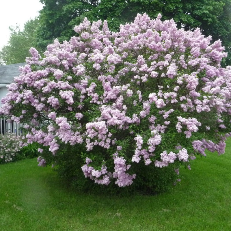 LILAC COMMON