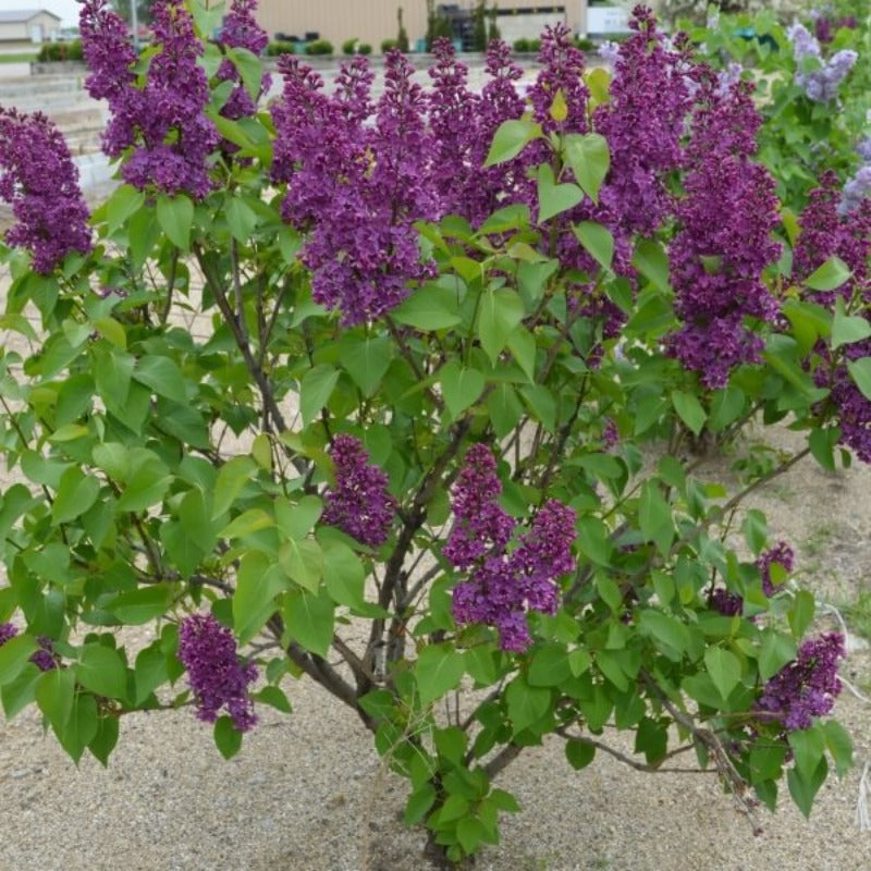 LILAC LUDWID SPAETH