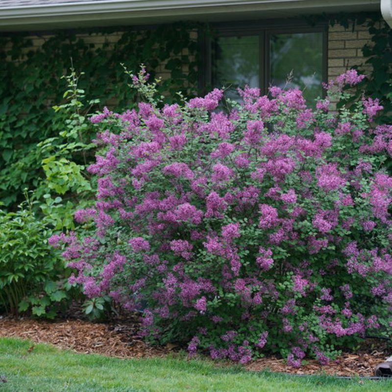 LILAC BLOOMERANG