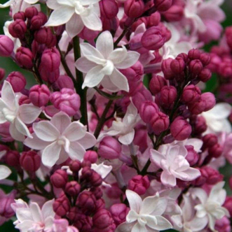 LILAC SWEETHEART