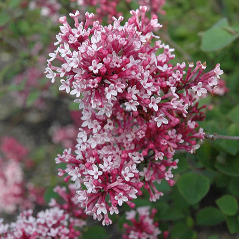 LILAC TINKERBELLE