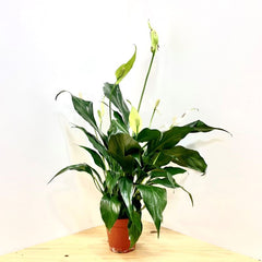 SPATHIPHYLLUM