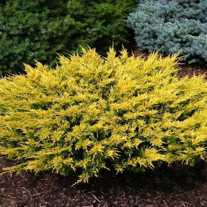 JUNIPER LIME GLOW