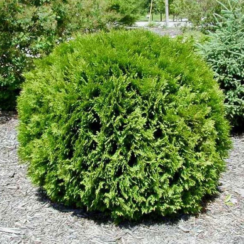 CEDAR LITTLE GIANT
